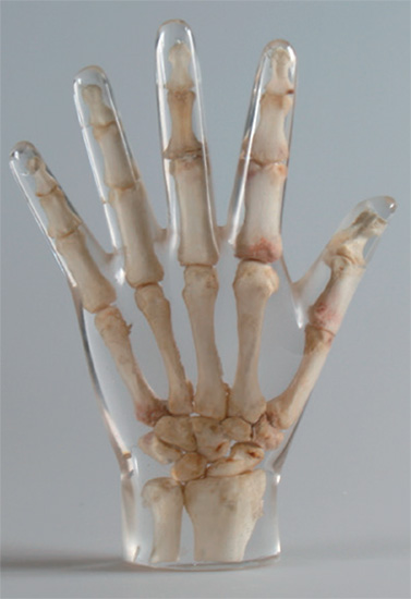 natural bone hand erler zimmer