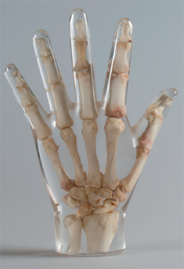 natural bone hand erler zimmer