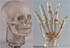 Erler Zimmer Natural Bone Sectional X-Ray Training Phantoms