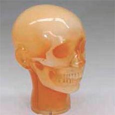 Dental Radiography Head Phantom - PH-47 - Kyoto Kagaku