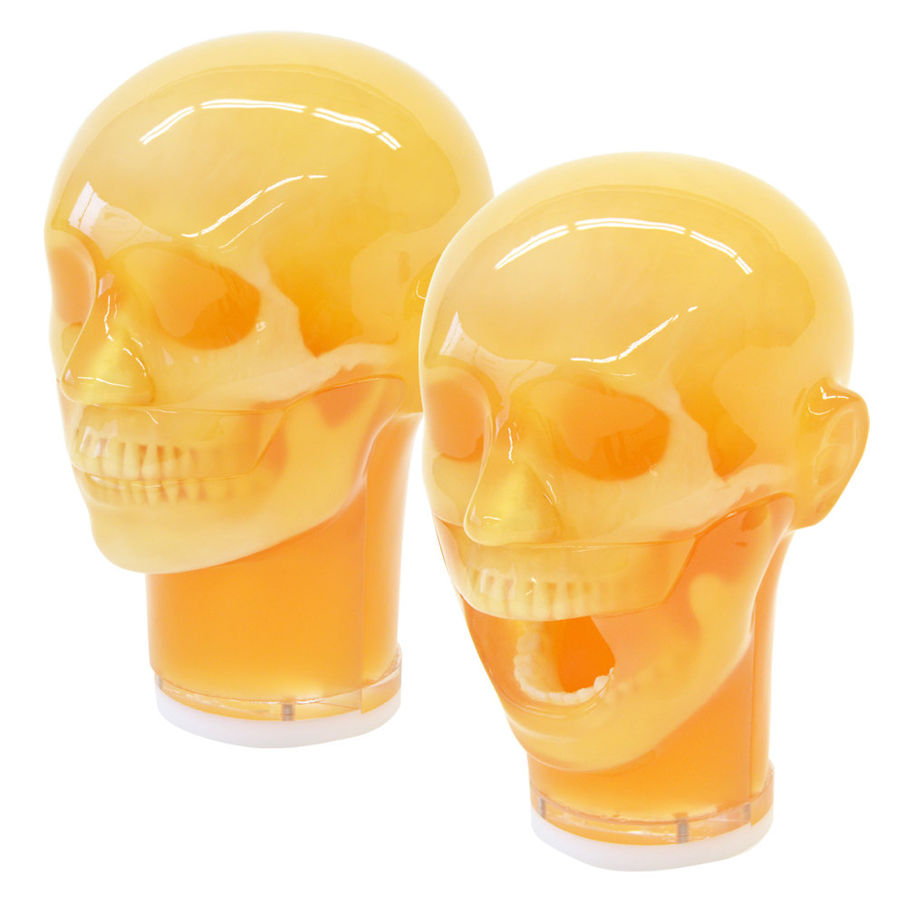 Dental Radiography Head Phantom Two-way set - PH-76 - Kyoto Kagaku