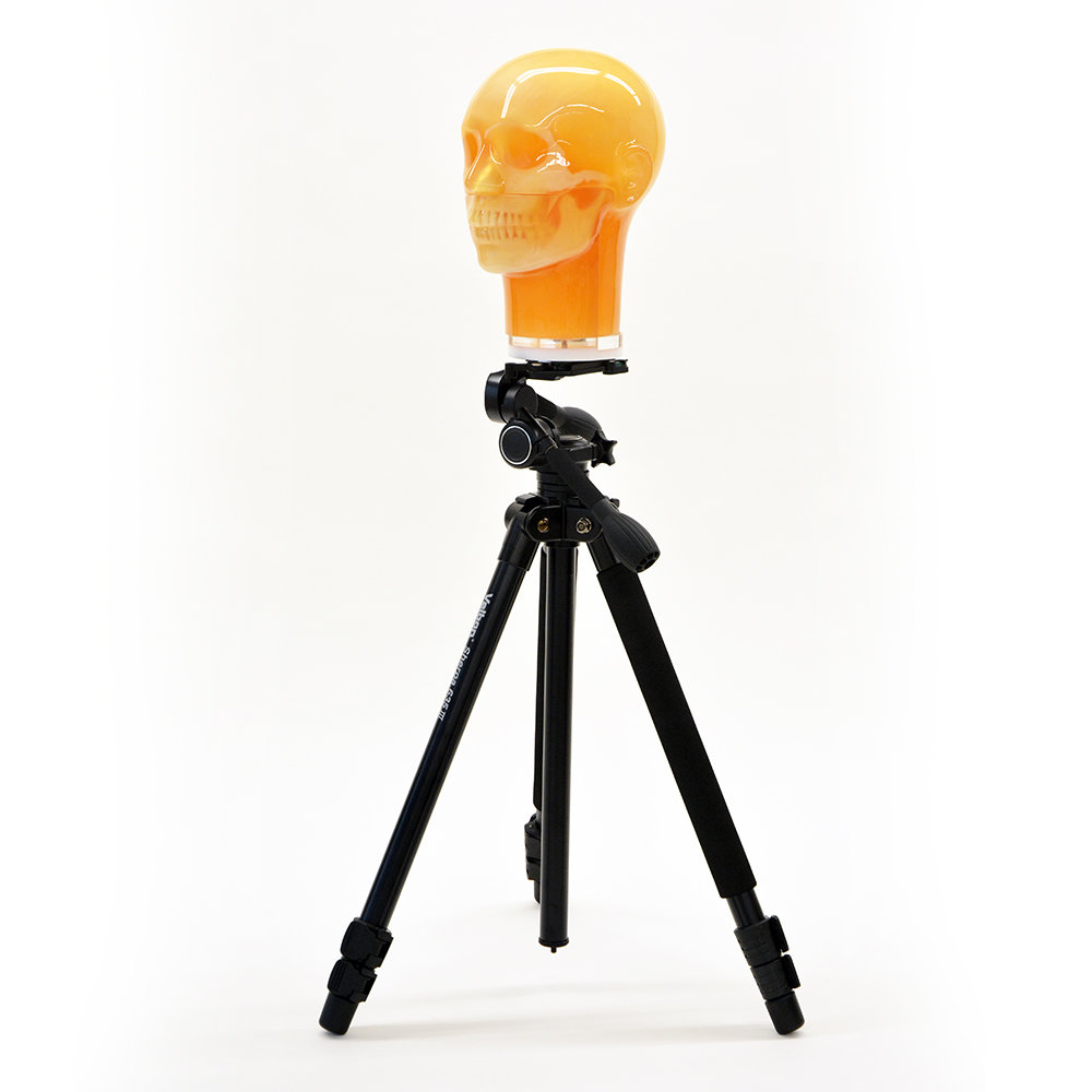 Dental Radiography Head Phantom Two-way set - PH-76 - Kyoto Kagaku