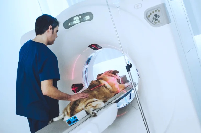 CT scan of a dog