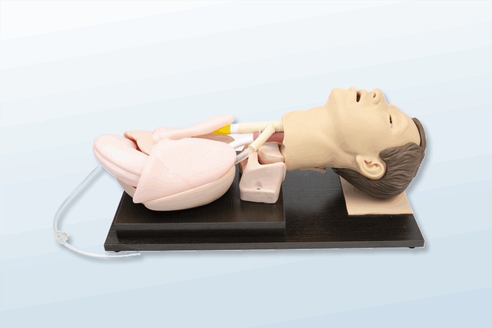 Adult Tracheal Intubation Training Model - PC-CLE002.02