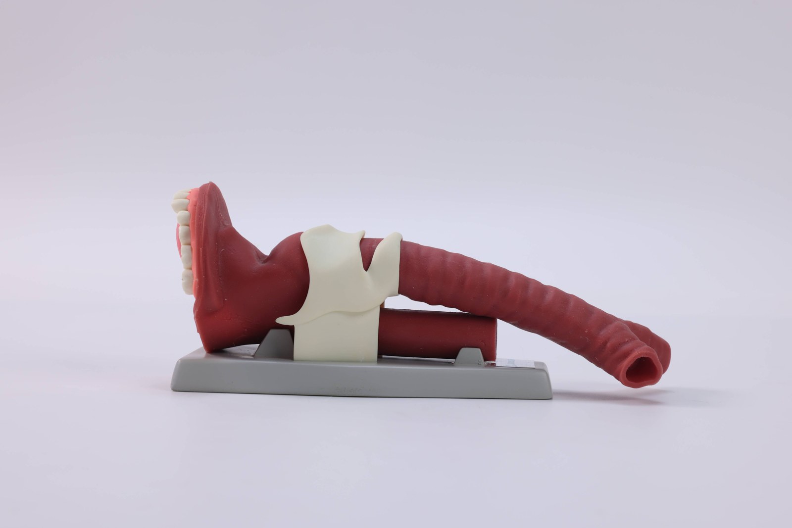 Oral Anatomie and Airway Demonstration Model - PC-MEE026.01