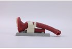 Oral Anatomie and Airway Demonstration Model - PC-MEE026.01