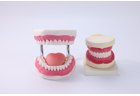 Dental Care Model - PC-NUE022.04