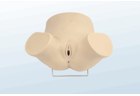 Diagnostic Curettage Training Model - PC-OBE012.01