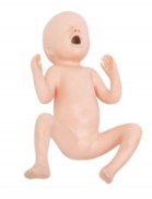 Premature Infant Model - PC-PEE024.01