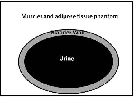 Bladder Scanner Ultrasound Scan Phantom